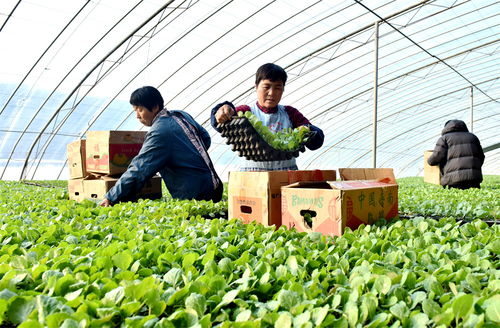河北省邢台市南和区 积极推广蔬菜育苗集约化技术