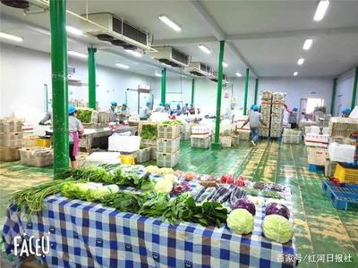 泸西县:蔬菜基地春意浓 按下复工复产“快进键”