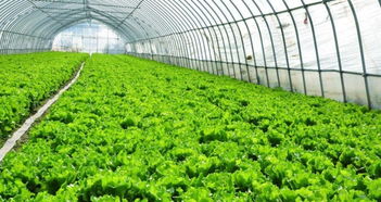新乡周边蔬菜大棚搭建 蔬菜大棚镀锌管销售
