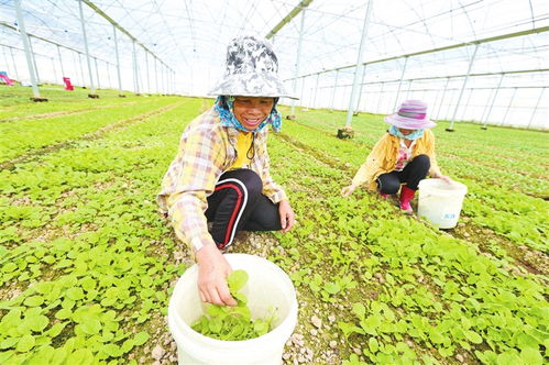 三亚多举措发展常年蔬菜基地