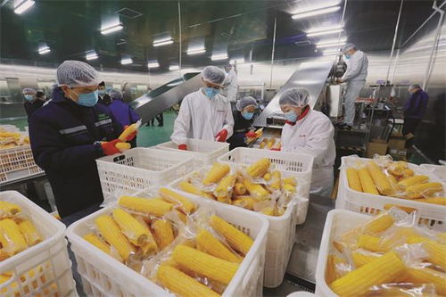 齐齐哈尔克东 速冻蔬菜订单销售旺