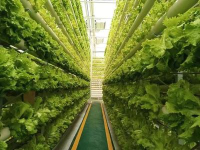 每年供沪菜超50万吨 兰陵菜博会将于4月15日在沪开幕