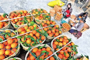 提质导向引领内江蔬菜产业发展，质量兴农助推乡村振兴