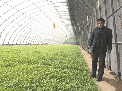 百日行动聚焦韭菜、芹菜，规范蔬菜生产经营