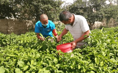 博州多方携手纾解农家蔬菜销售困境，共促蔬菜经营发展